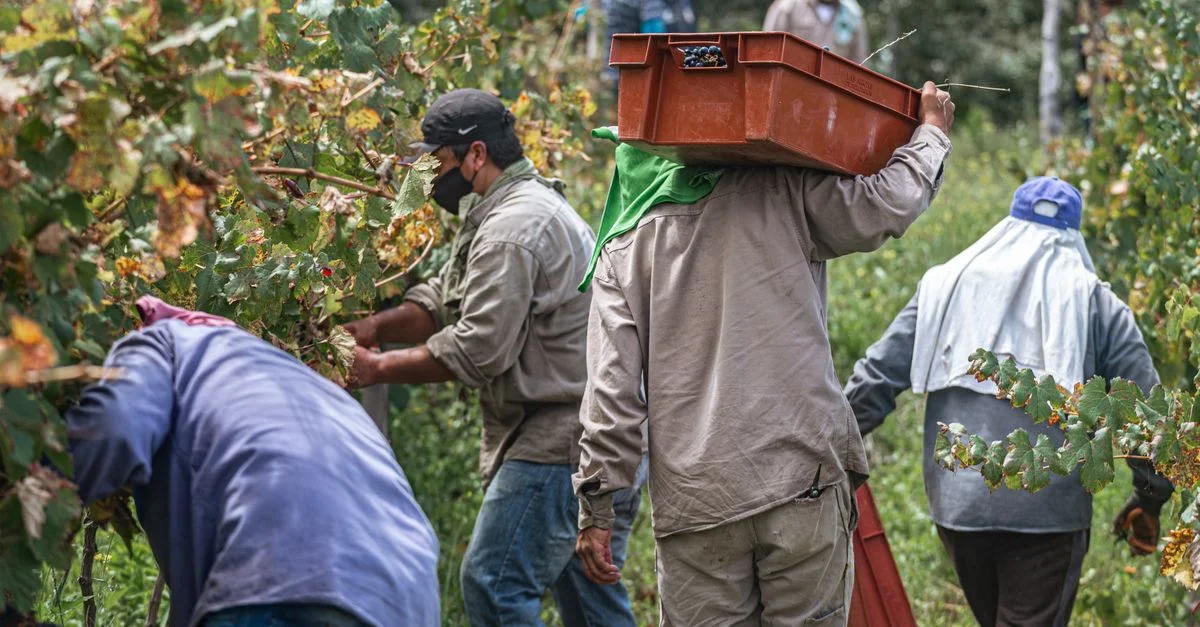 Un groupe de travailleurs récoltant des raisins dans un vignoble luxuriant, s'engageant dans un travail agricole.
