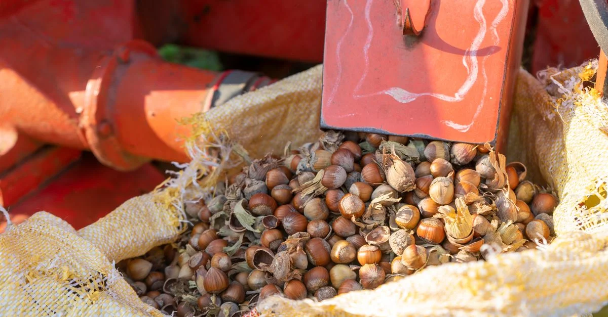 Gros plan sur des noisettes en cours de traitement en Türkiye avec des machines pendant la saison des récoltes.